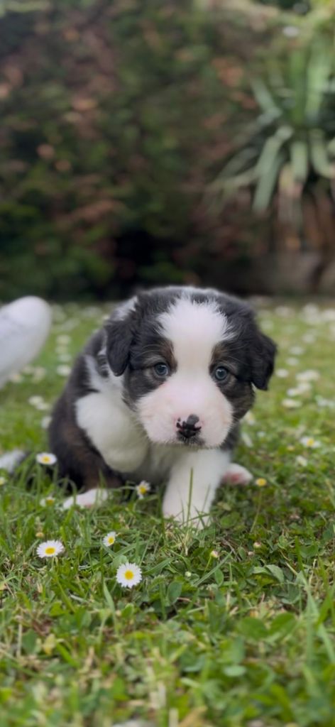 Of Sidji's Breeding - Chiots disponibles - Berger Australien