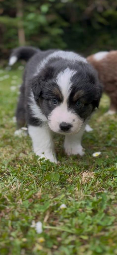 Of Sidji's Breeding - Chiots disponibles - Berger Australien