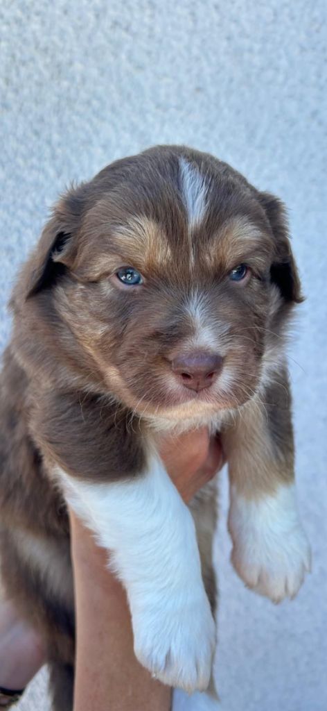 Of Sidji's Breeding - Chiots disponibles - Berger Australien