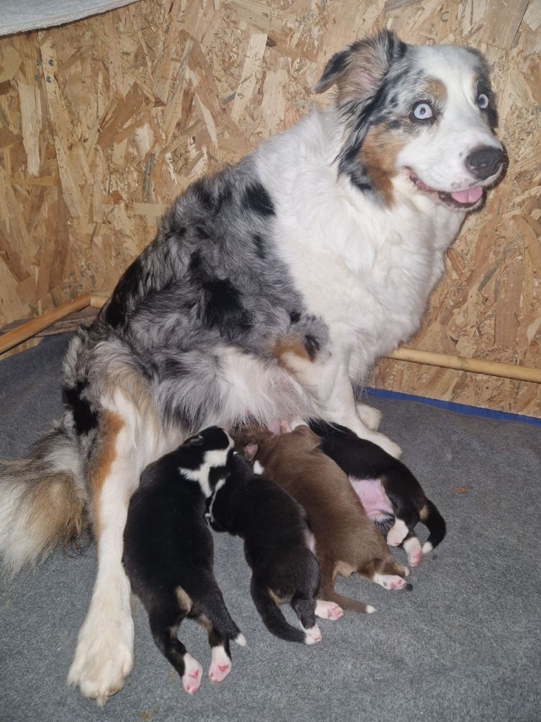 Chiot Berger Australien Of Sidji's Breeding