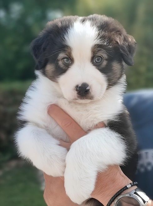 Of Sidji's Breeding - Chiots disponibles - Berger Australien