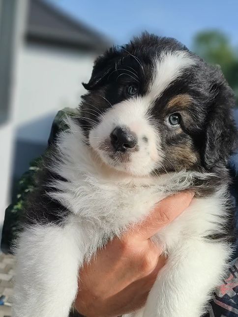 Of Sidji's Breeding - Chiots disponibles - Berger Australien